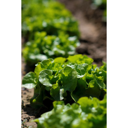 POTAGER - Engrais organo-minéral bio pour Potager | Marcel le Jardinier