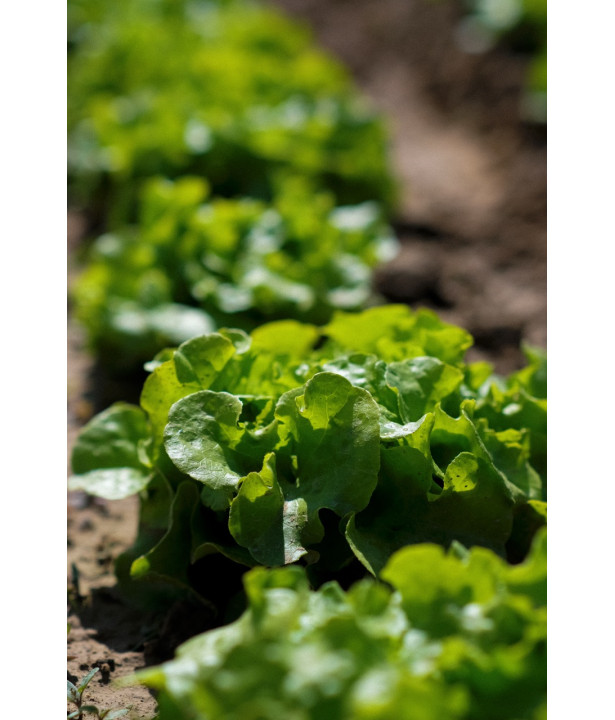 POTAGER - Engrais organo-minéral bio pour Potager | Marcel le Jardinier