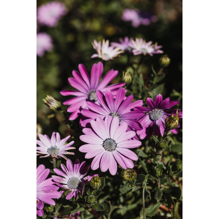 POTAGER - Engrais organo-minéral bio pour Potager | Marcel le Jardinier