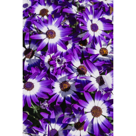 POTAGER - Engrais organo-minéral bio pour Potager | Marcel le Jardinier