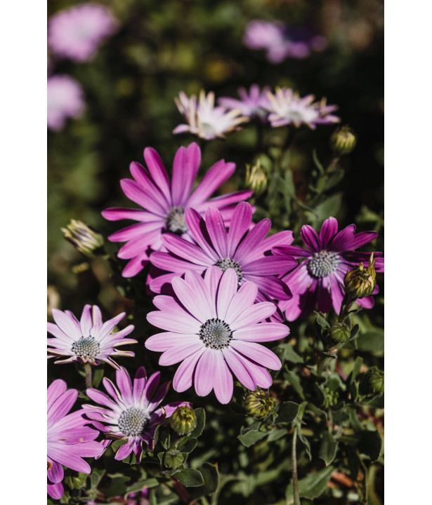 BIOMAZOR® - Amendement organique jardin haut de gamme | Marcel le Jardinier