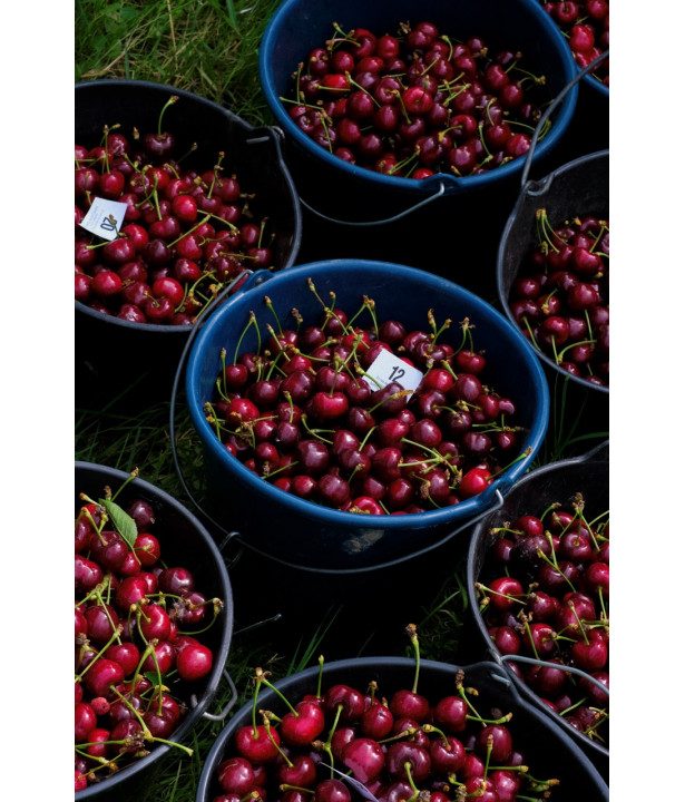 FRUITIER - Organic Organo-Mineral Fertilizer for Fruit Trees & Lawns | Marcel le Jardinier FRUITIER - Organic Organo-Mineral Fertilizer for Fruit Trees & Lawns | Marcel le Jardinier