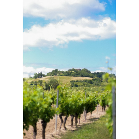 FRUITIER - Organic Organo-Mineral Fertilizer for Fruit Trees & Lawns | Marcel le Jardinier FRUITIER - Organic Organo-Mineral Fertilizer for Fruit Trees & Lawns | Marcel le Jardinier