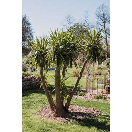 FRUITIER - Organic Organo-Mineral Fertilizer for Fruit Trees & Lawns | Marcel le Jardinier FRUITIER - Organic Organo-Mineral Fertilizer for Fruit Trees & Lawns | Marcel le Jardinier