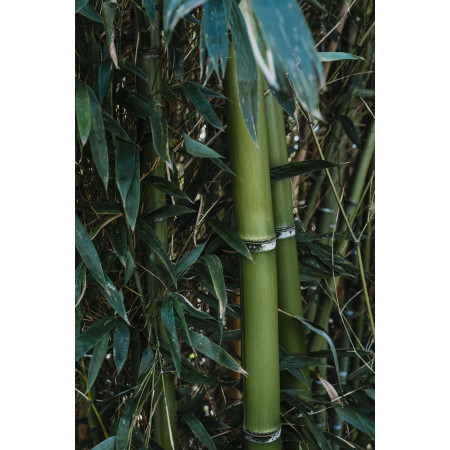 FRUITIER - Organic Organo-Mineral Fertilizer for Fruit Trees & Lawns | Marcel le Jardinier FRUITIER - Organic Organo-Mineral Fertilizer for Fruit Trees & Lawns | Marcel le Jardinier