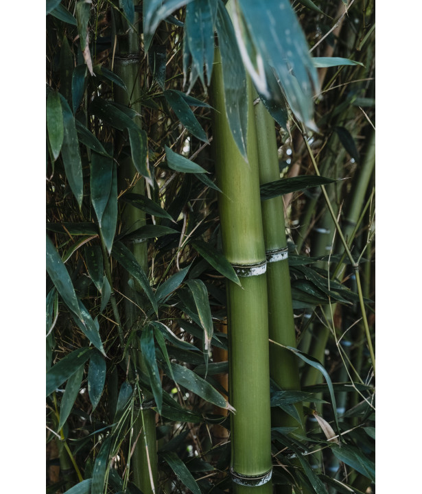 FRUITIER - Organic Organo-Mineral Fertilizer for Fruit Trees & Lawns | Marcel le Jardinier FRUITIER - Organic Organo-Mineral Fertilizer for Fruit Trees & Lawns | Marcel le Jardinier