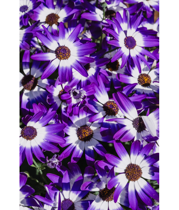 FRUITIER - Organic Organo-Mineral Fertilizer for Fruit Trees & Lawns | Marcel le Jardinier FRUITIER - Organic Organo-Mineral Fertilizer for Fruit Trees & Lawns | Marcel le Jardinier