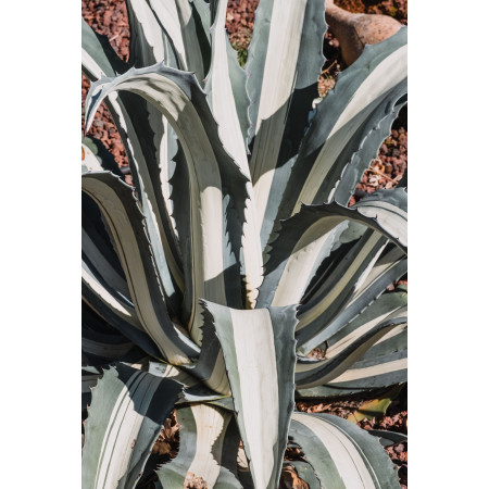 ORVEGA® - Amendement organique végétal | Marcel le Jardinier