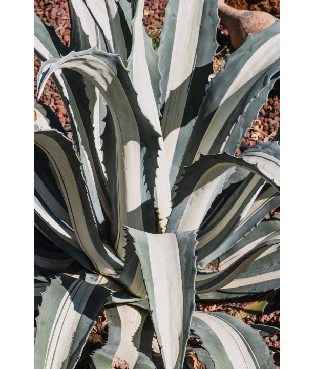 ORVEGA® - Amendement organique végétal | Marcel le Jardinier