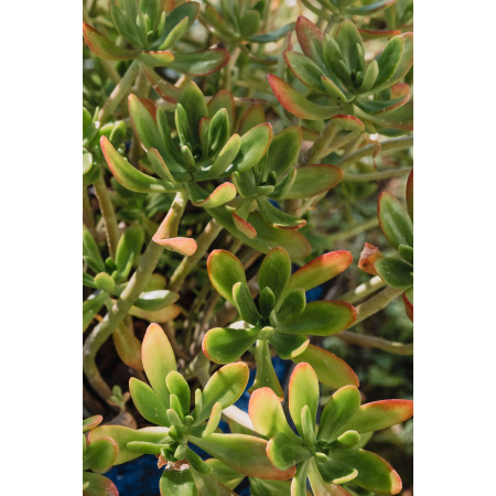 ORVEGA® - Amendement organique végétal | Marcel le Jardinier