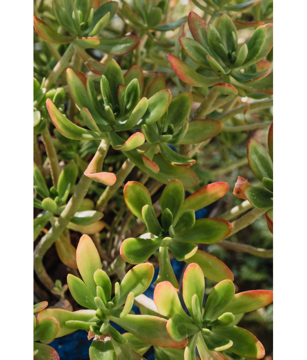 ORVEGA® - Amendement organique végétal | Marcel le Jardinier