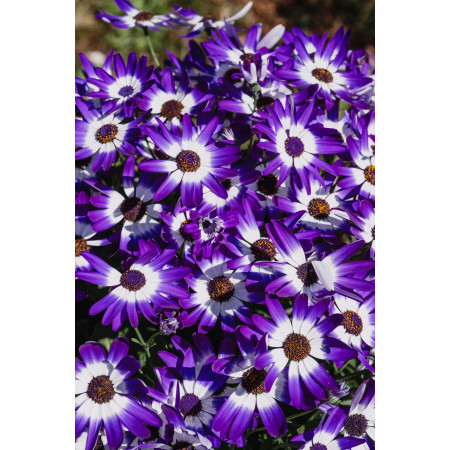 ORVEGA® - Amendement organique végétal | Marcel le Jardinier