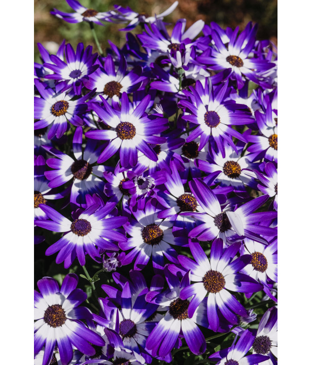 ORVEGA® - Amendement organique végétal | Marcel le Jardinier