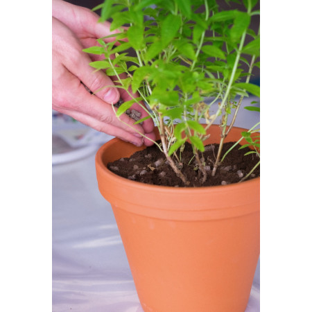 ORVEGA 6 - Engrais organo-minéral VEGAN jardin | Marcel le Jardinier