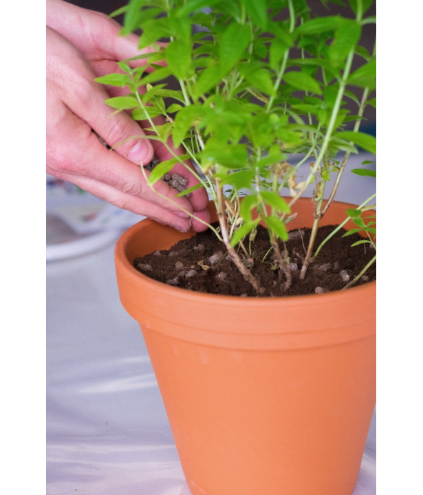 ORVEGA 6 - Engrais organo-minéral VEGAN jardin | Marcel le Jardinier