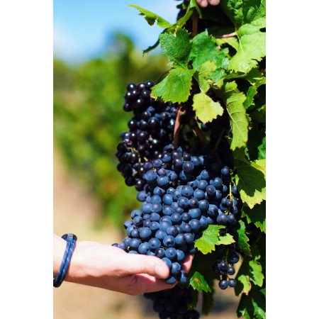 ORVEGA 6 - Engrais organo-minéral VEGAN jardin | Marcel le Jardinier