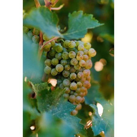 ORVEGA 6 - Engrais organo-minéral VEGAN jardin | Marcel le Jardinier