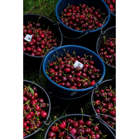 ORVEGA 6 - Engrais organo-minéral VEGAN jardin | Marcel le Jardinier