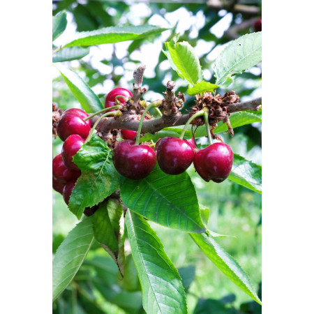 ORVEGA 6 - Engrais organo-minéral VEGAN jardin | Marcel le Jardinier