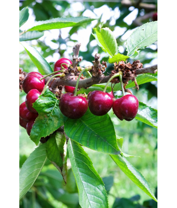 ORVEGA 6 - Engrais organo-minéral VEGAN jardin | Marcel le Jardinier