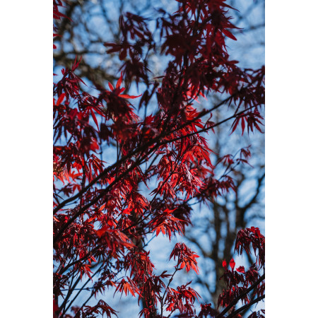 ORVEGA 6 - Engrais organo-minéral VEGAN jardin | Marcel le Jardinier