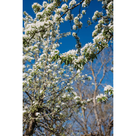 ORVEGA 6 - Engrais organo-minéral VEGAN jardin | Marcel le Jardinier