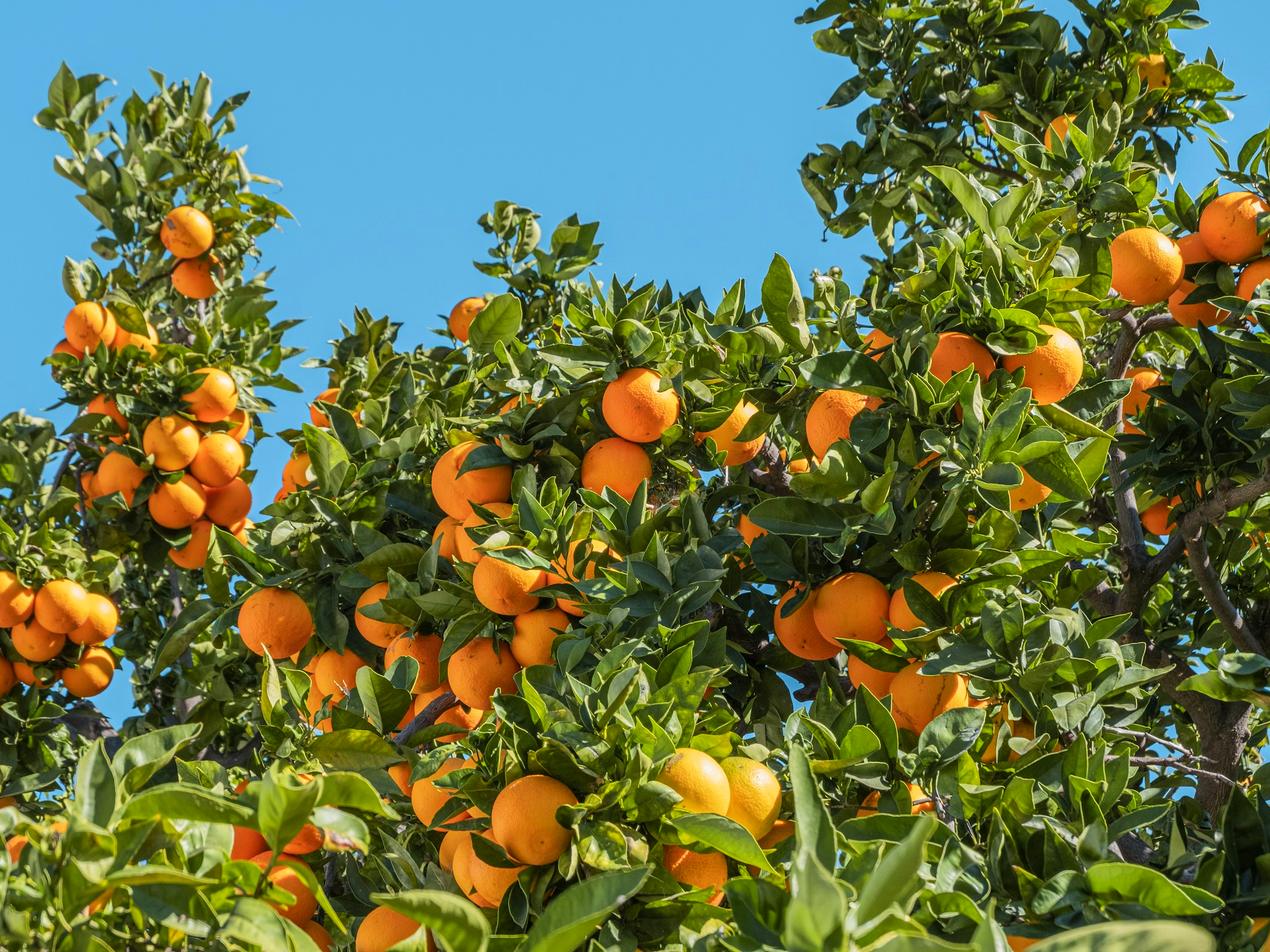 Oranges mûres sur l’arbre sous un ciel bleu
