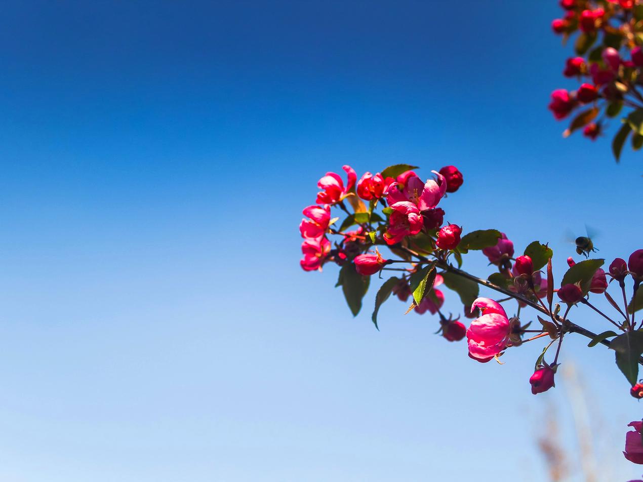 Fleurs roses d’un arbre fruitier sous un ciel bleu de printemps