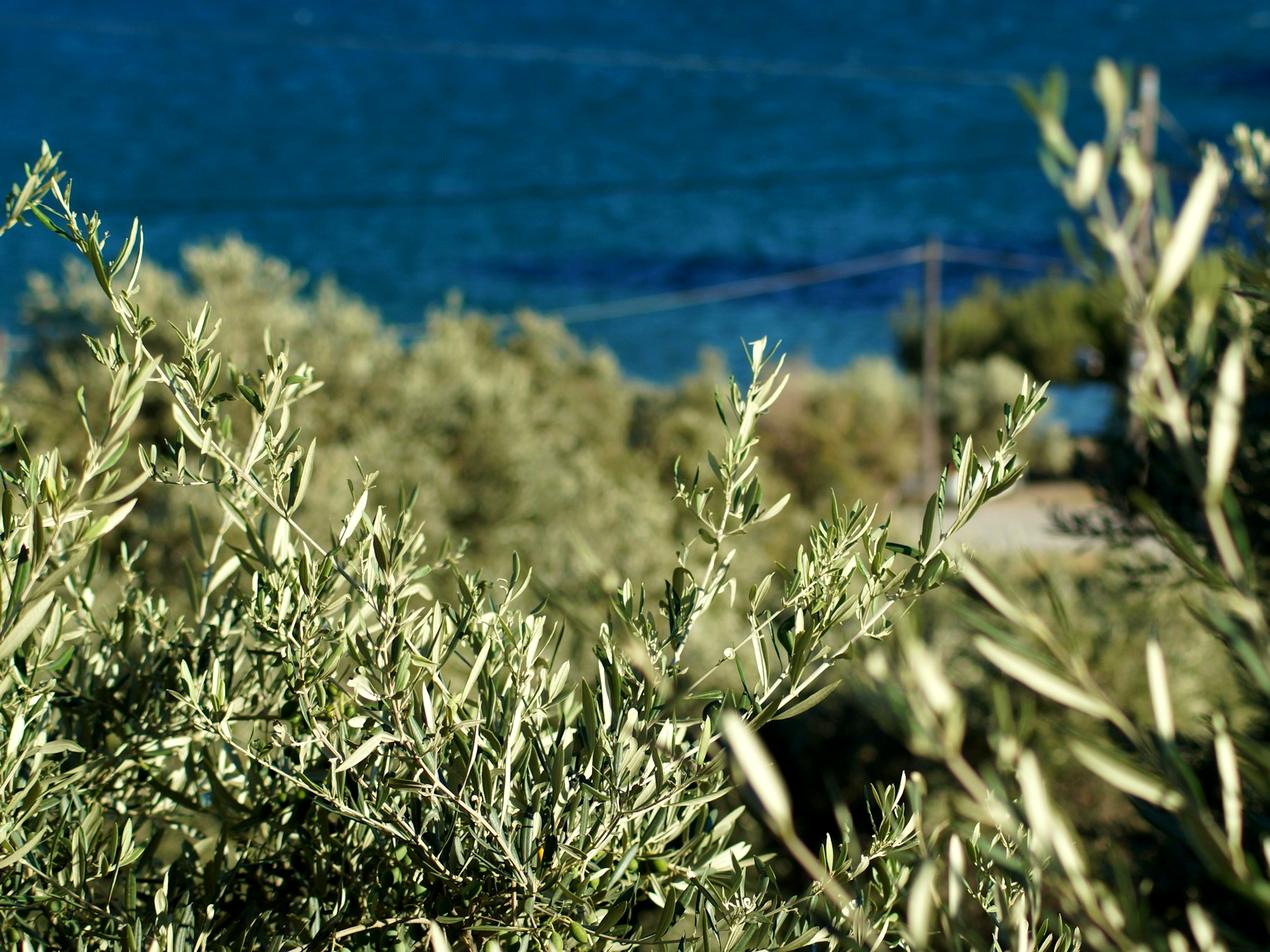 Branches d’olivier en plein soleil devant la mer