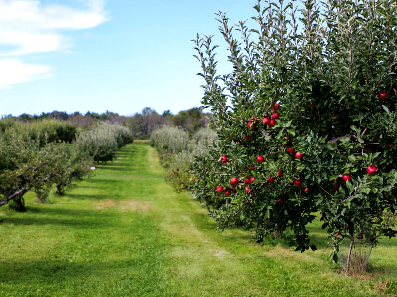 Pommiers chargés de pommes rouges dans un verger enherbé