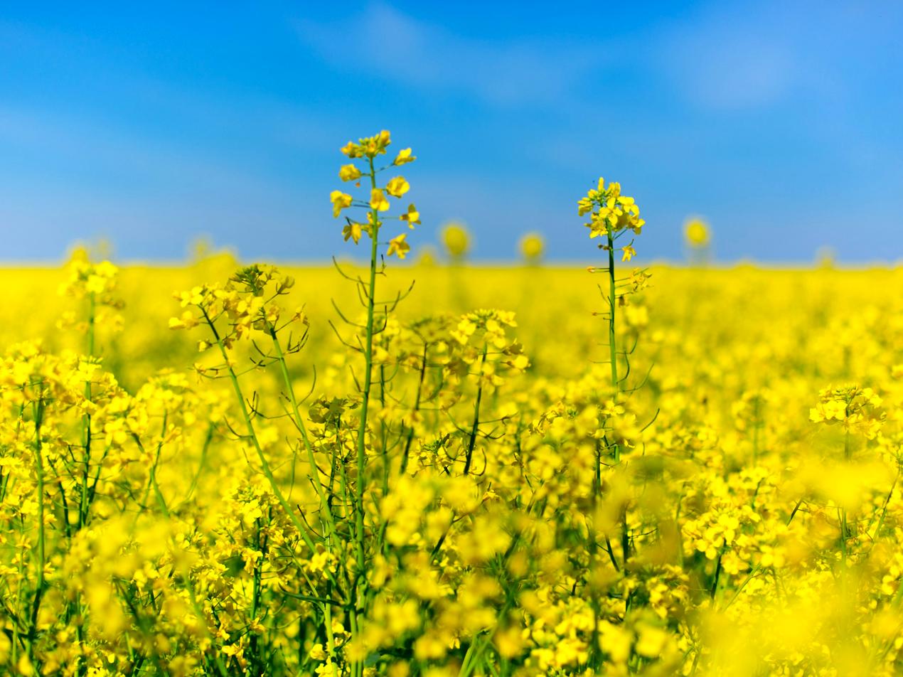 Champ de colza en fleurs sous un ciel bleu