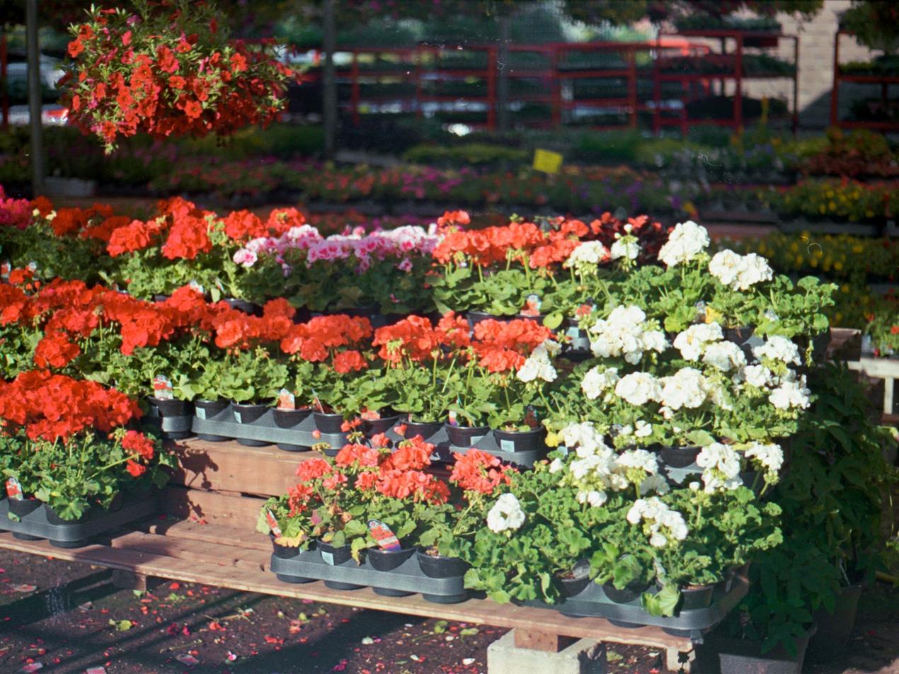 Plantes fleuries en pots sur les tables d’une pépinière