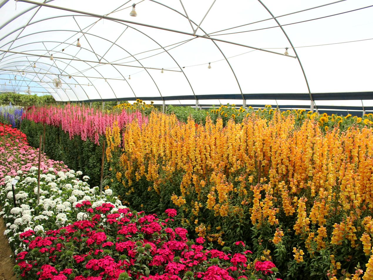 Tunnel de production de plantes fleuries aux couleurs vives