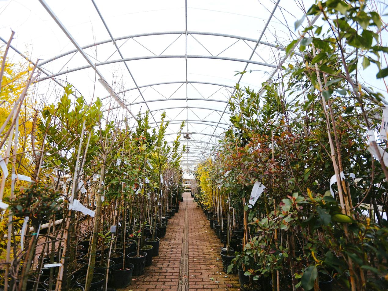 Tunnel de pépinière avec des jeunes arbres en conteneurs le long d’une allée