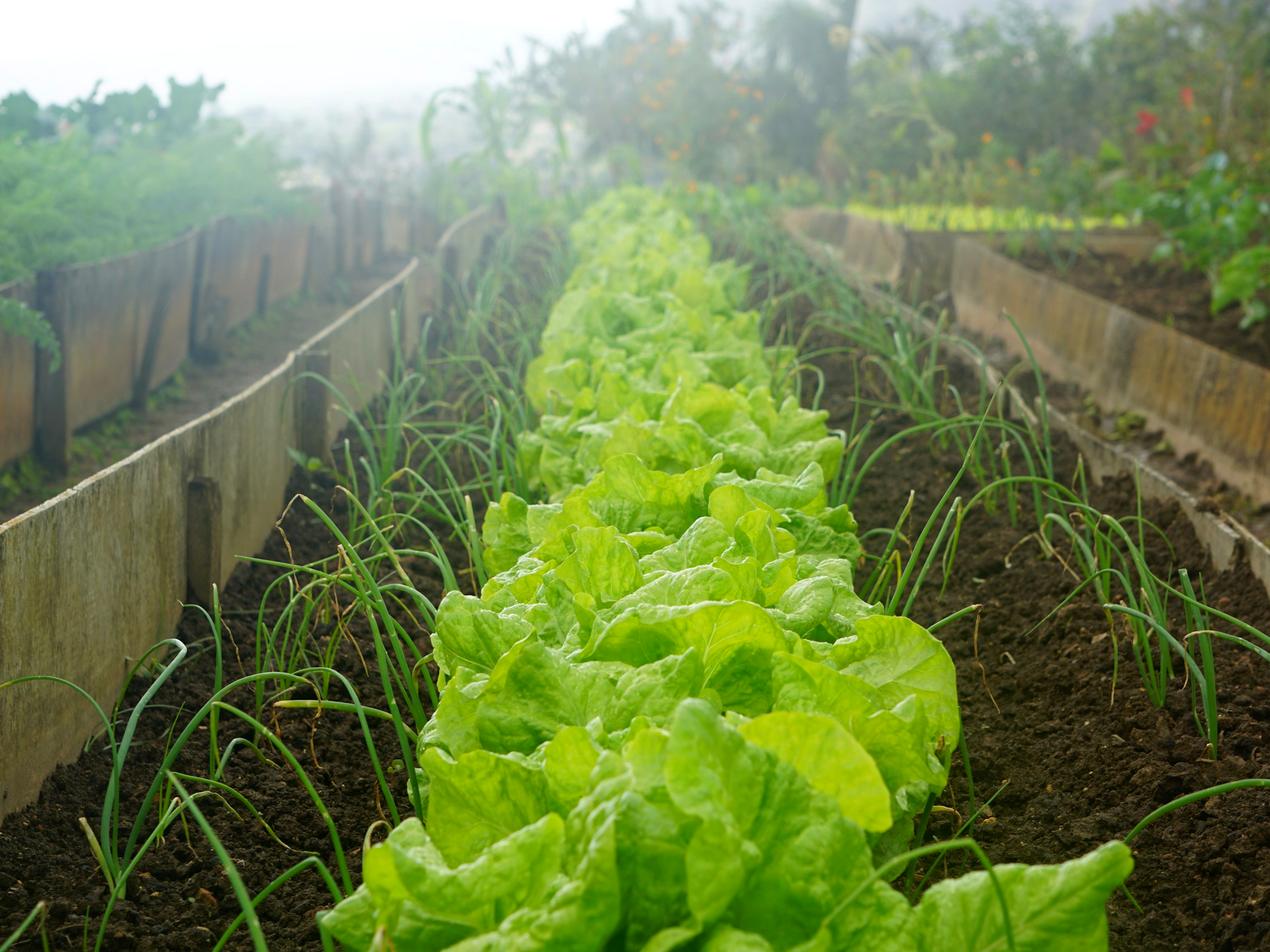 Planche de salades en maraîchage, entre deux passe-pieds