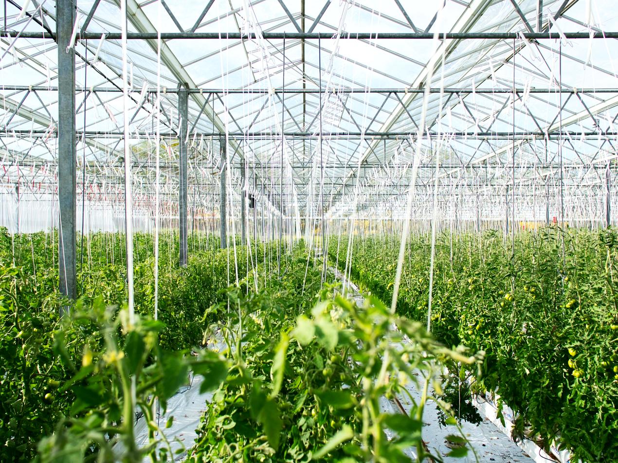 Rangs de tomates cultivées sous une grande serre en verre