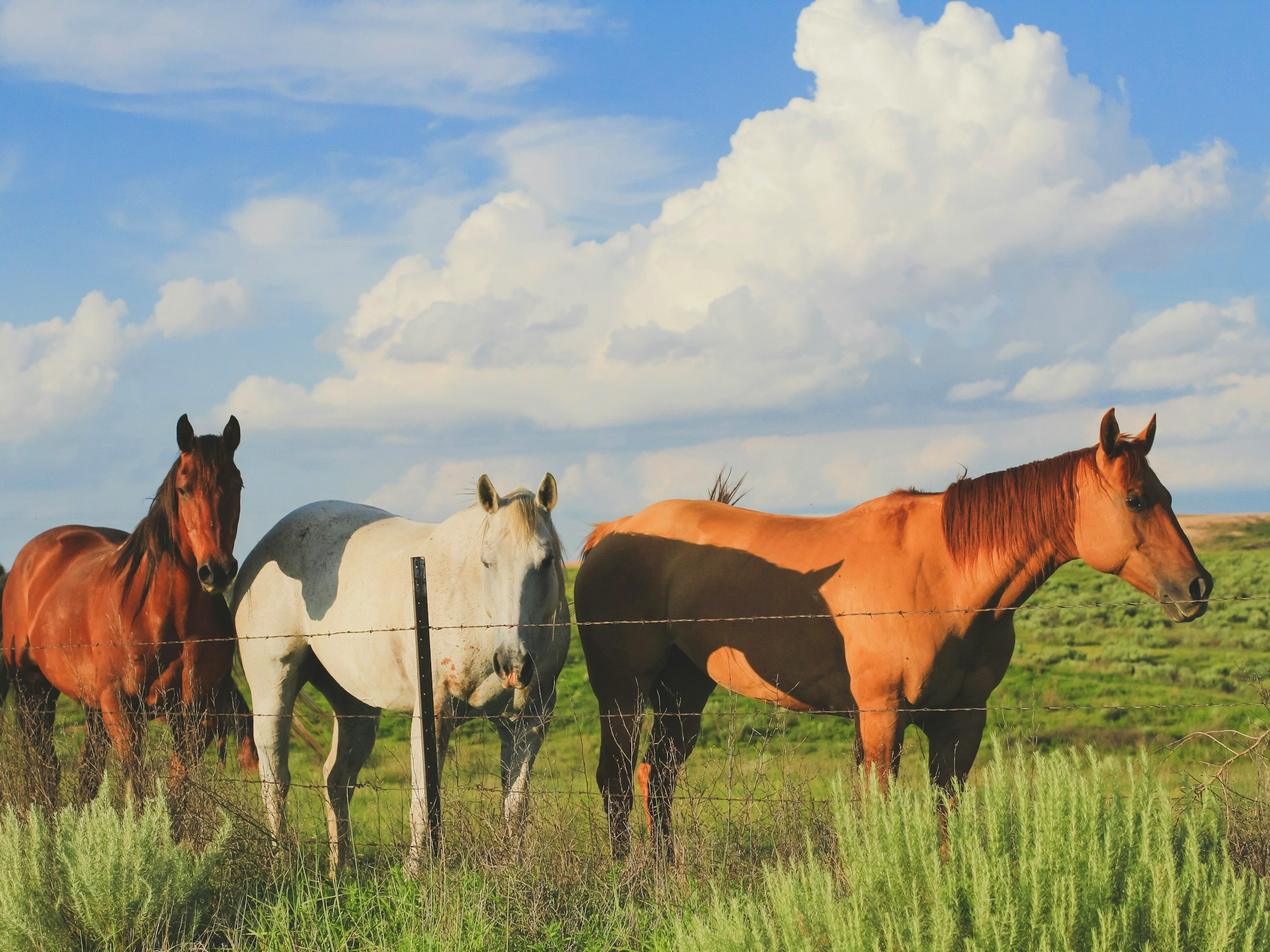 Trois chevaux au pré sous un ciel bleu