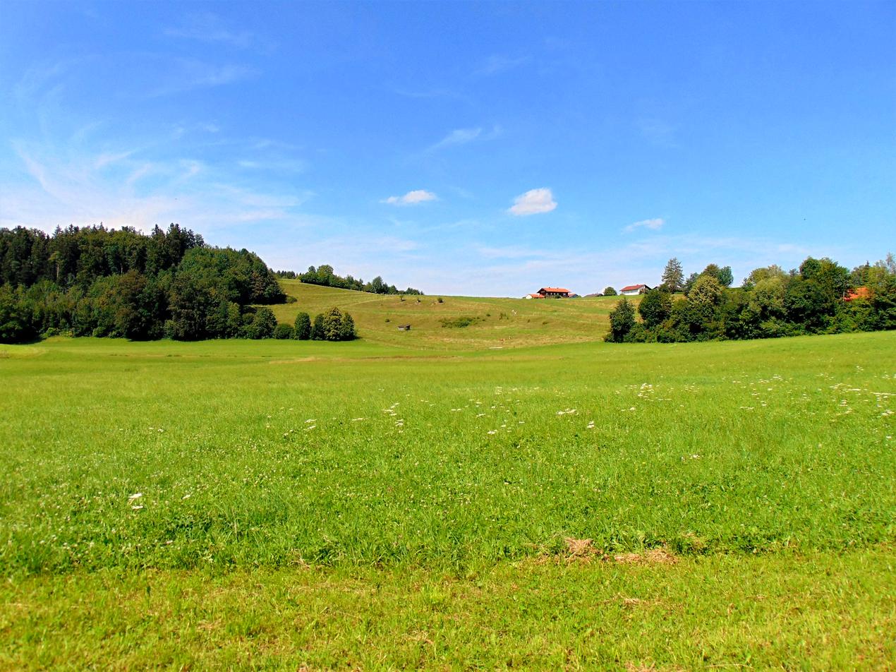 Prairie verdoyante sous un ciel bleu au printemps