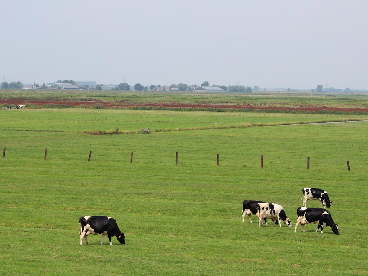Vaches au pâturage sur une prairie permanente clôturée