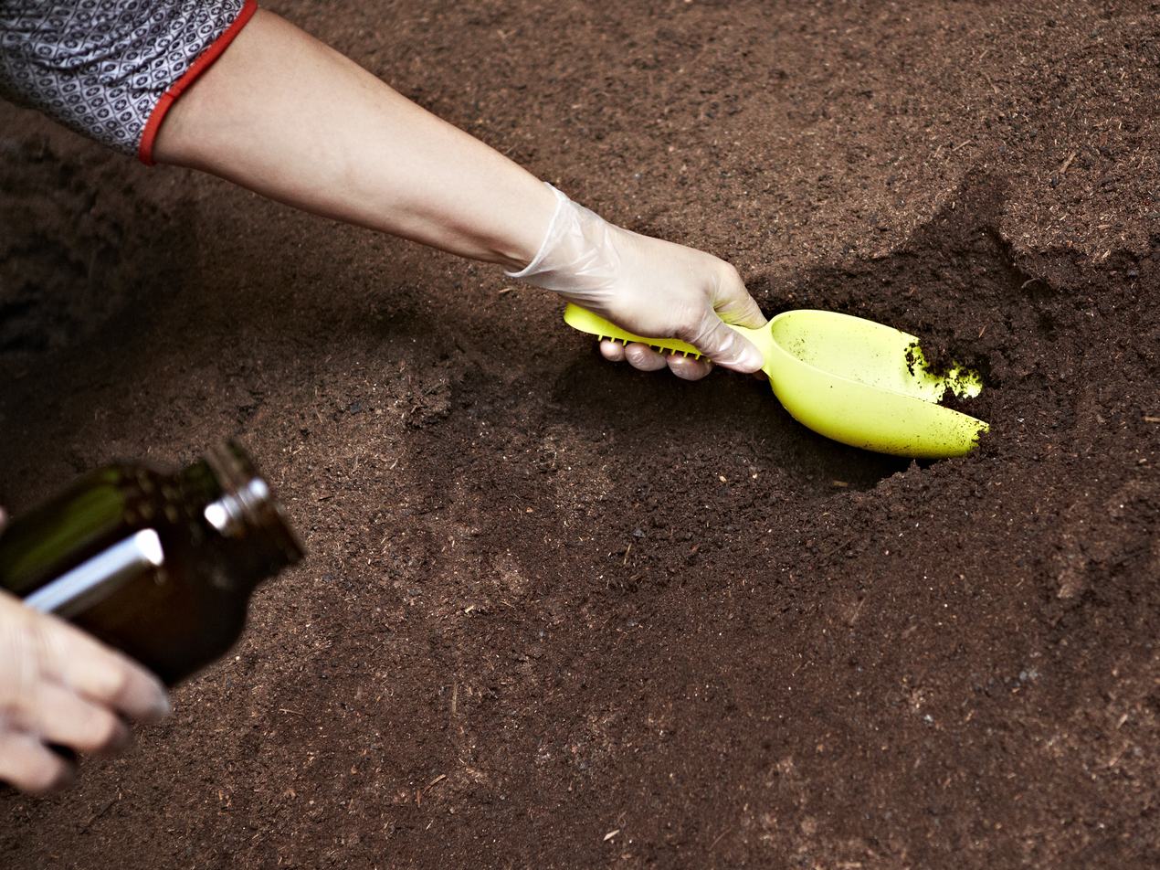 Prélèvement d’un échantillon de compost mûr sous les hangars de Germiflor, pour le contrôle qualité