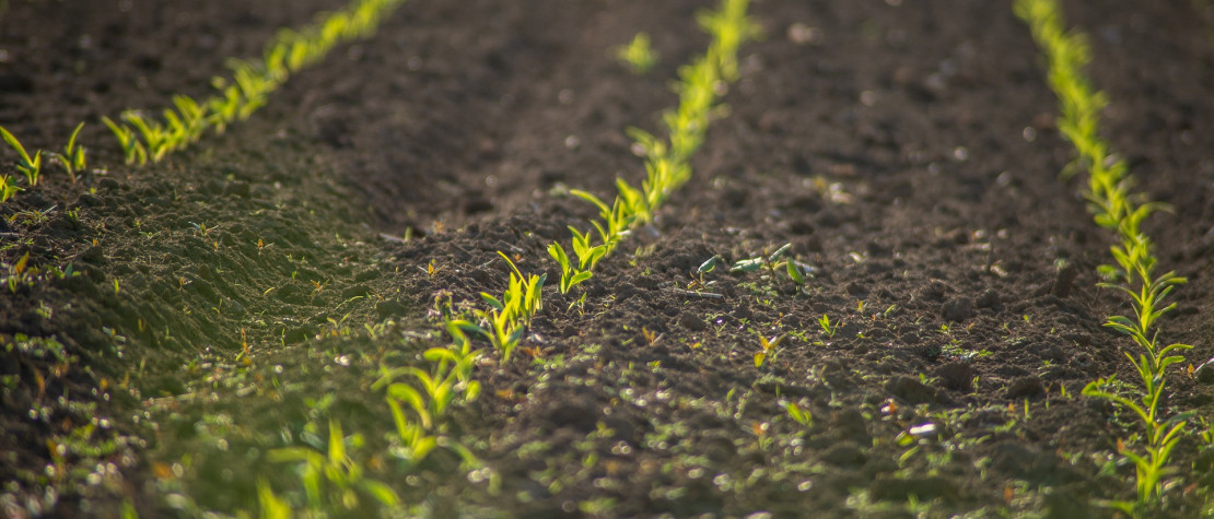 Amendments: the key to living soil