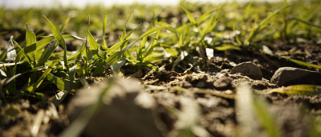 Carbon footprint : the role of organic fertilization