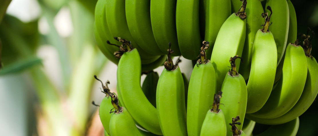 La banane, une fertilisation d’exception pour un fruit de prédilection