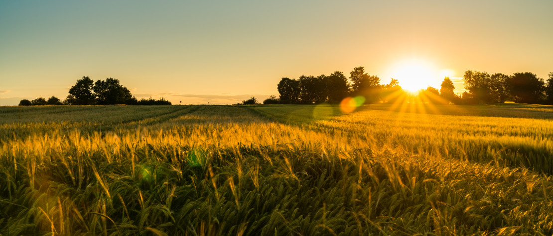 En 2026, choisissez l’excellence pour nourrir les sols avec Germiflor