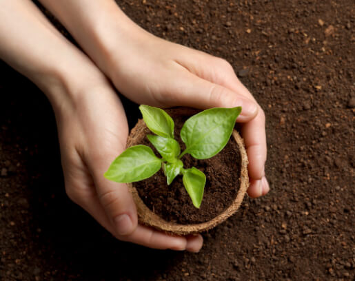 Image de quelqu'un qui plante un plante