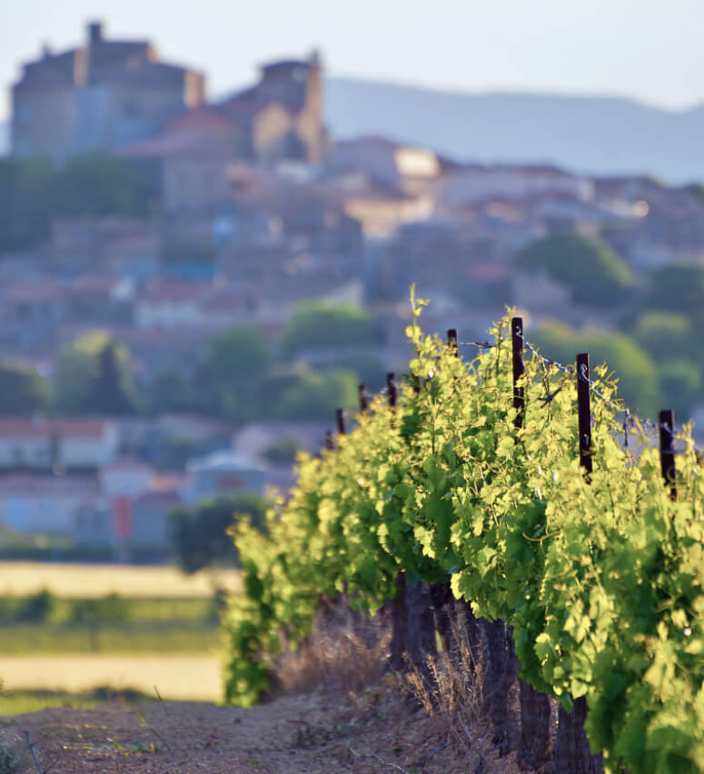 Vignes dans le Tarn